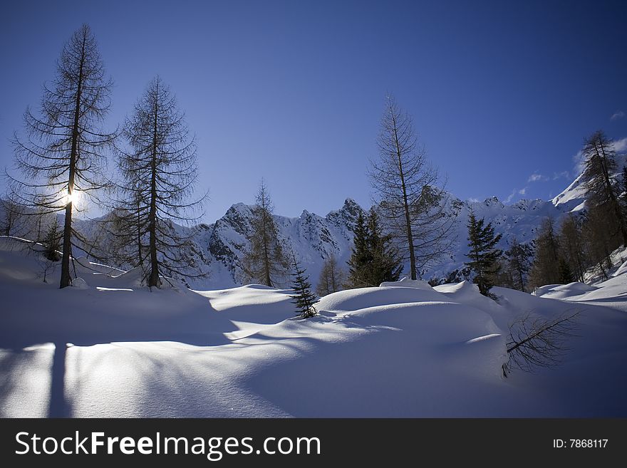 Shadows of pine trees on the snow. Shadows of pine trees on the snow