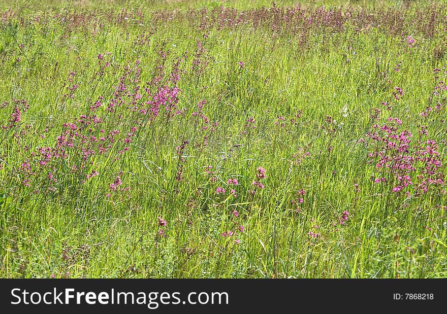 Green Grass With Pink Flowers