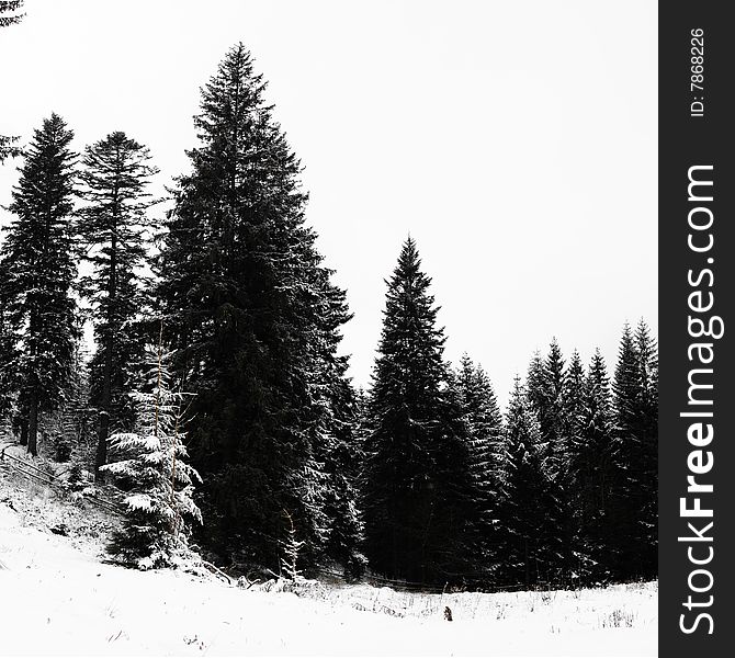 Stock photo: nature: an image of a forest of fir-trees