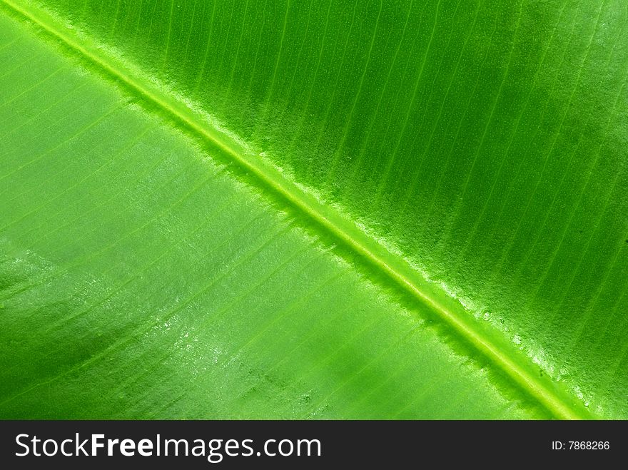 Structure of leaf natural background