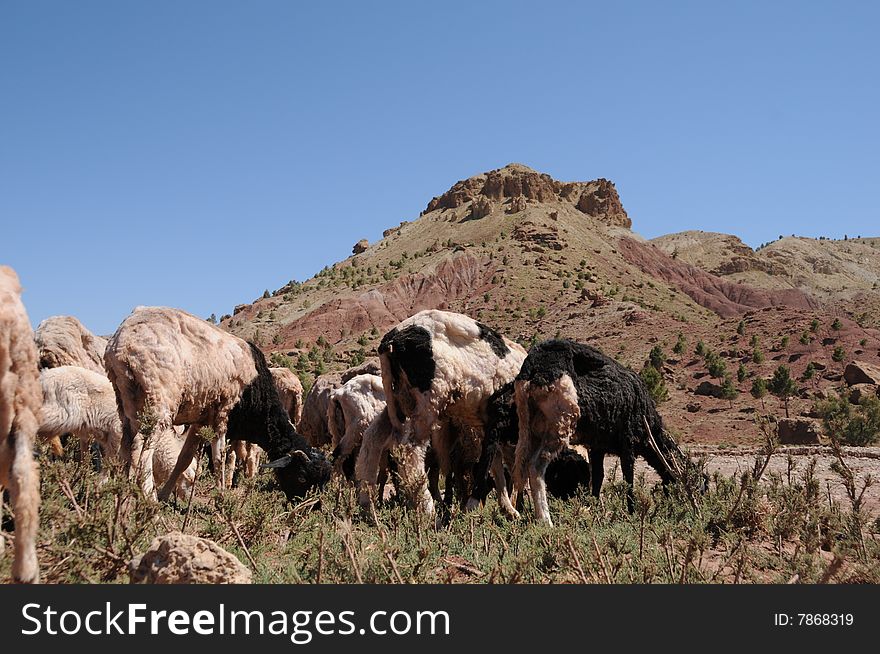 Sheep grazing in the pasture in the Atlas mountains,Morocco. Sheep grazing in the pasture in the Atlas mountains,Morocco