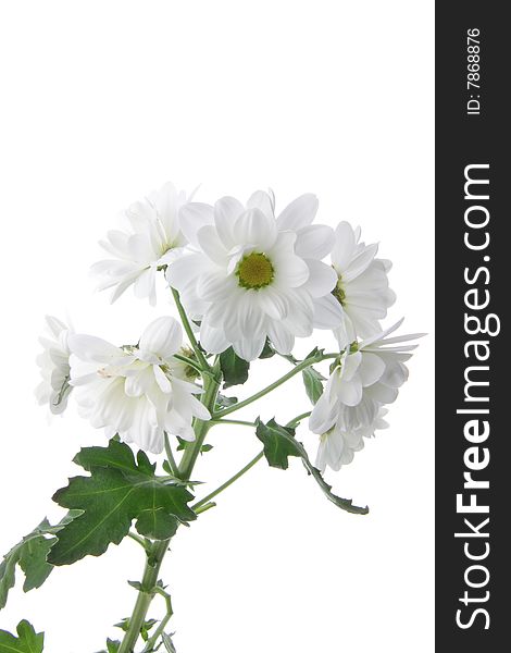 White chrysanthemum isolated on white background