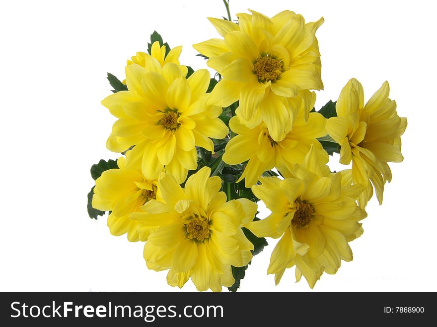 Yellow chrysanthemum isolated on white background