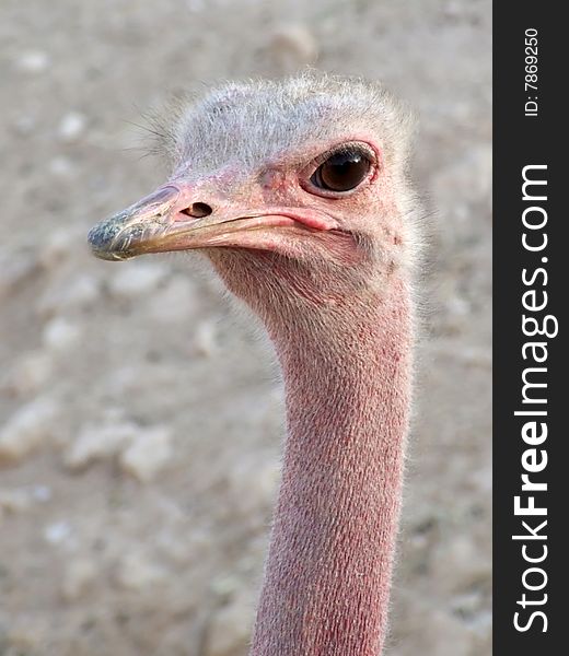 Picture of an ostrich in Doha Zoo. Picture of an ostrich in Doha Zoo