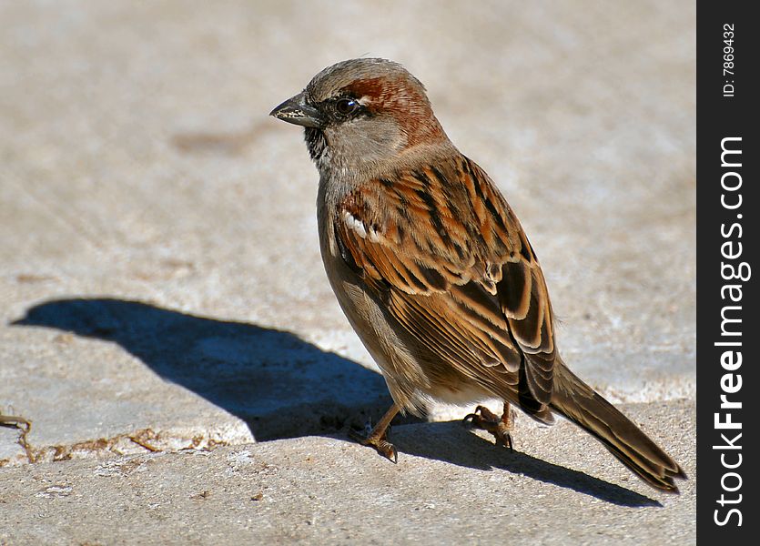 A sparrow standing on a sidewalk with his shadow showing. A sparrow standing on a sidewalk with his shadow showing