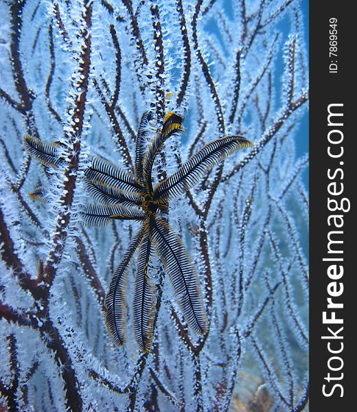 Close up of Feather Star on White whipe Coral. Close up of Feather Star on White whipe Coral