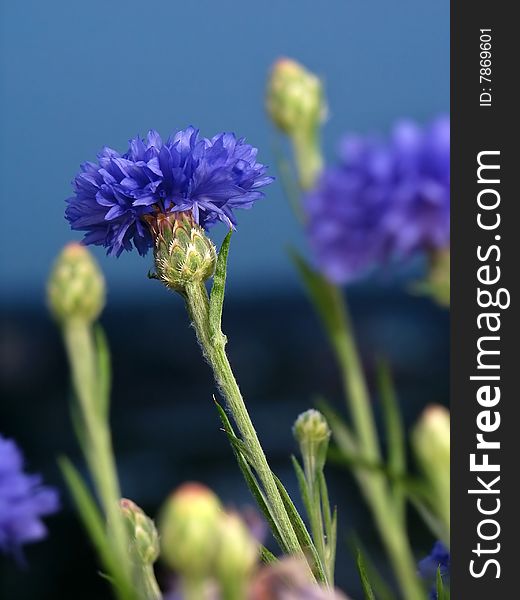 Carnations with Bud on a black background. Soft focus view.