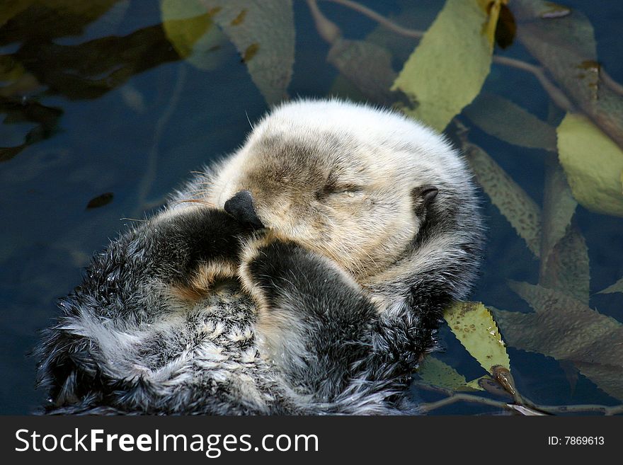 Sleeping Otter