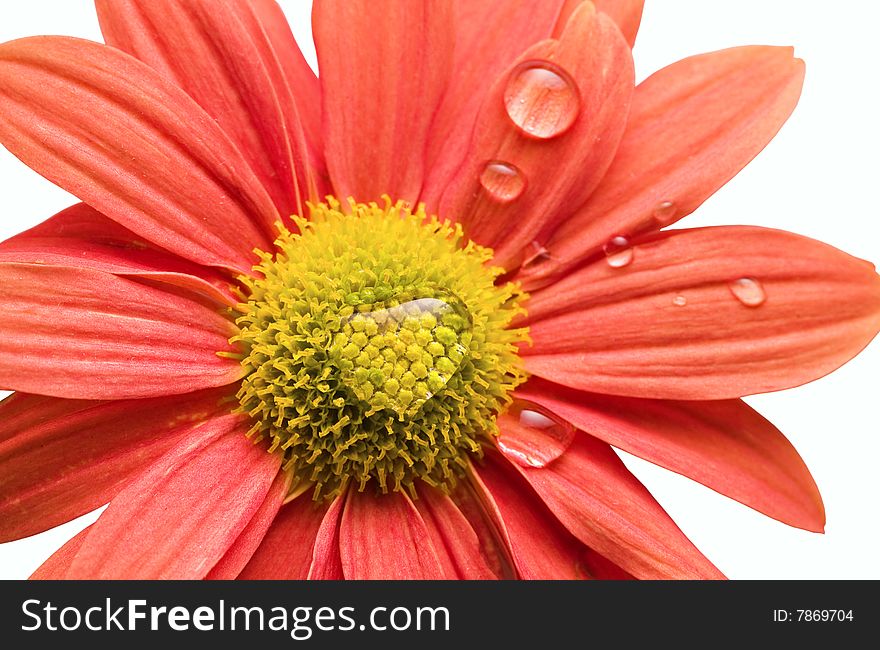 Closeup of orange,pink daisy flower isolated on white with water droplets. Closeup of orange,pink daisy flower isolated on white with water droplets