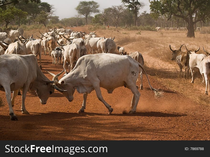 cows in fight in savannah