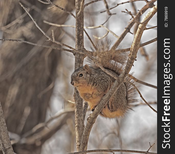 Fox squirrel (sciurus niger) in a tree. Fox squirrel (sciurus niger) in a tree