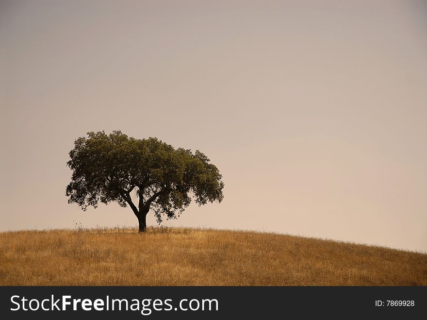 Olive tree isolated against the afternoon sky in Alentejo. Portugal