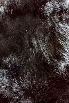 Fur Texture Royalty Free Stock Image