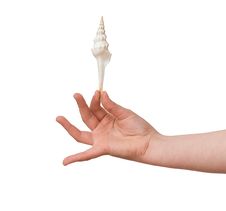 Girl S Hand Holding A Seashell Royalty Free Stock Photo Girl S Hand Holding A Seashell Royalty Free Stock Photo