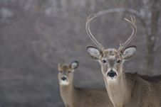 Buck And Doe Royalty Free Stock Image