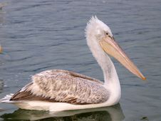 Pelican On Water Stock Photos Pelican On Water Stock Photos