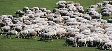 Herd Of Sheep On Green Meadow 5 Royalty Free Stock Photo Herd Of Sheep On Green Meadow 5 Royalty Free Stock Photo