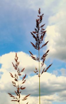 Hair-grasses Royalty Free Stock Photos Hair-grasses Royalty Free Stock Photos