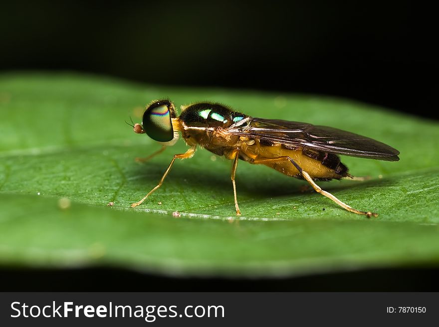 Soldier Fly side view on green leaf