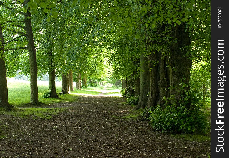 An Avenue Of Trees Leading Into The Light