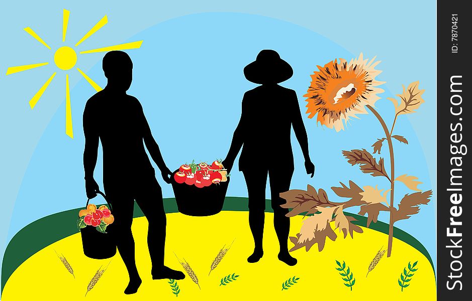 Illustration with people pick tomatoes under bright sun