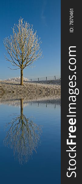 Reflection of a tree in the water. Reflection of a tree in the water