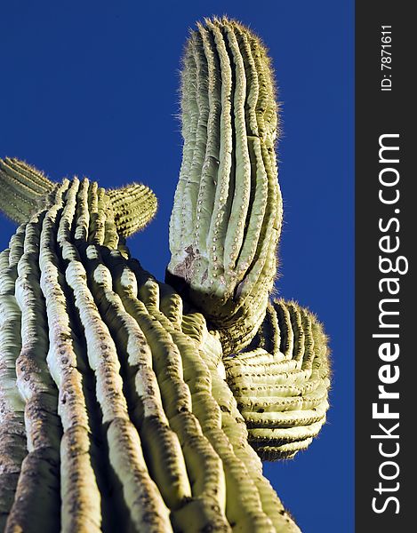 Arizona cactus under perfect blue sky. Arizona cactus under perfect blue sky