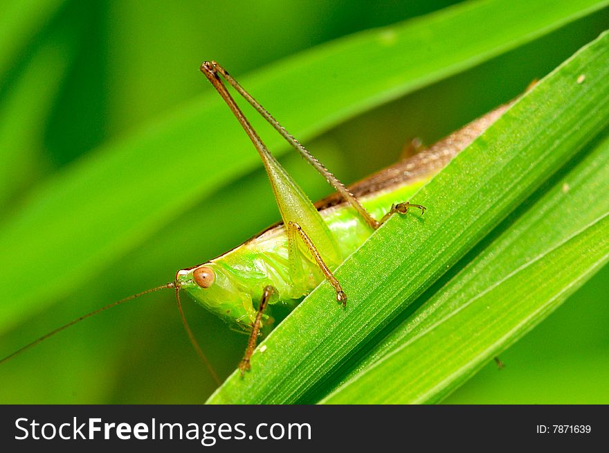 Grasshopper sitting on green leaf.