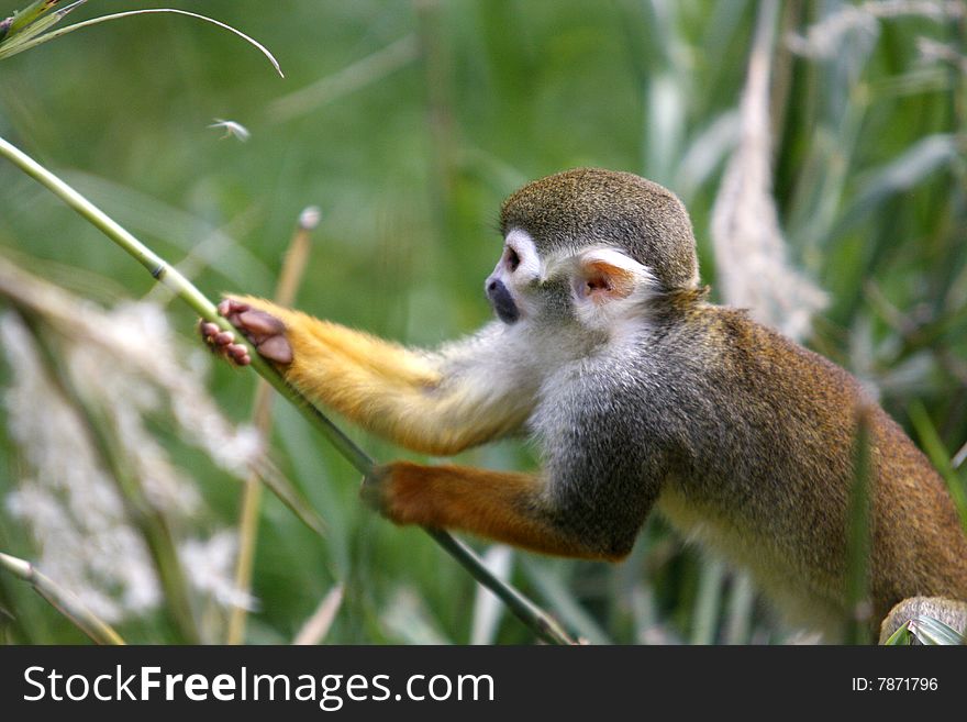 Capuchin monkey pulling some grass. Capuchin monkey pulling some grass.