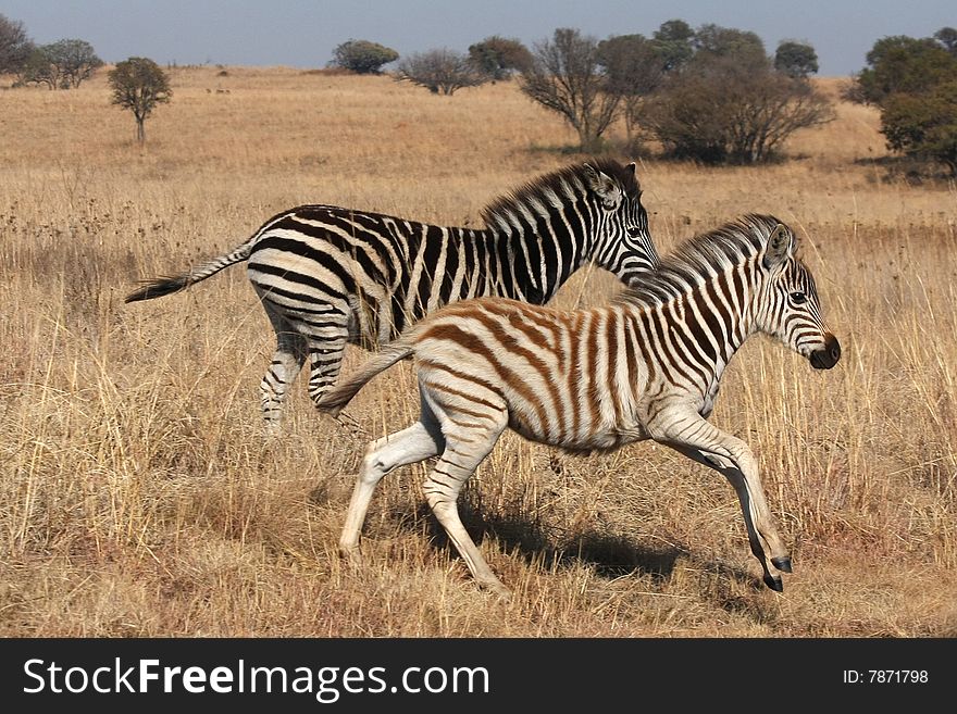 Young zebras running in the wild.