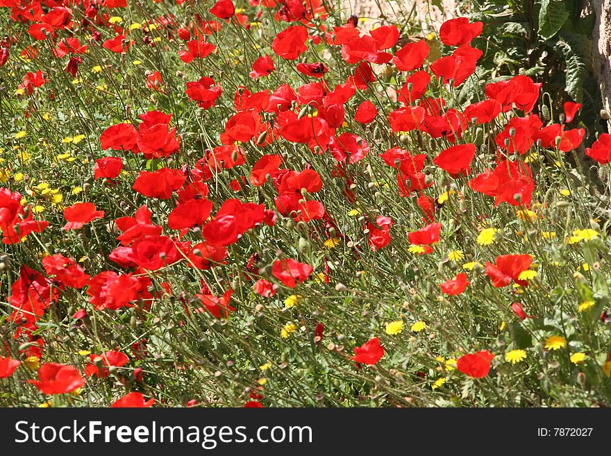 Field of wild poppies in Greece. Field of wild poppies in Greece