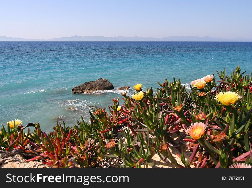 Wild flowers on the Mediterranean Sea shore