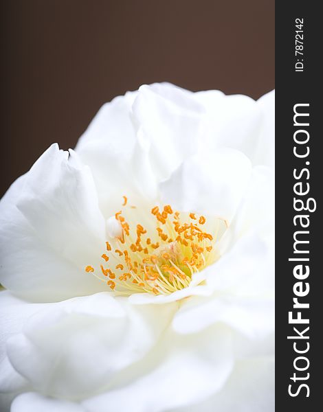 Closeup of a gorgeous white rose with a brown background