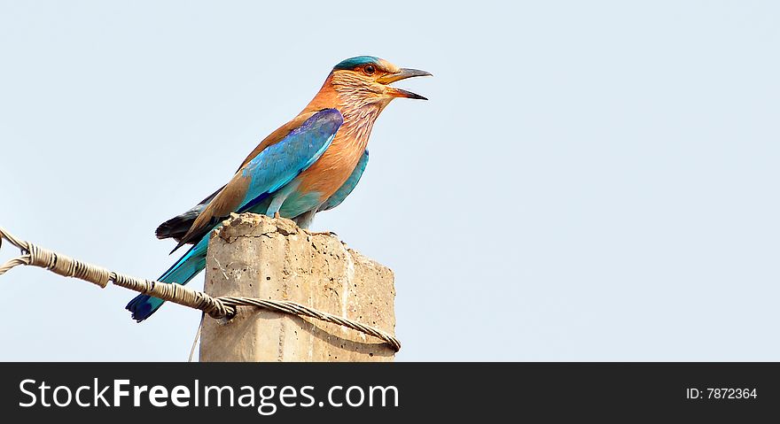 Indian roller bird sitting on the pole.