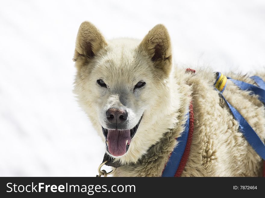 Dogsledding with Huskies in Swiss Alps, Switzerland