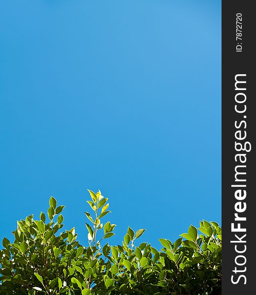 Green Leaves Reaching for Blue Sky. Green Leaves Reaching for Blue Sky