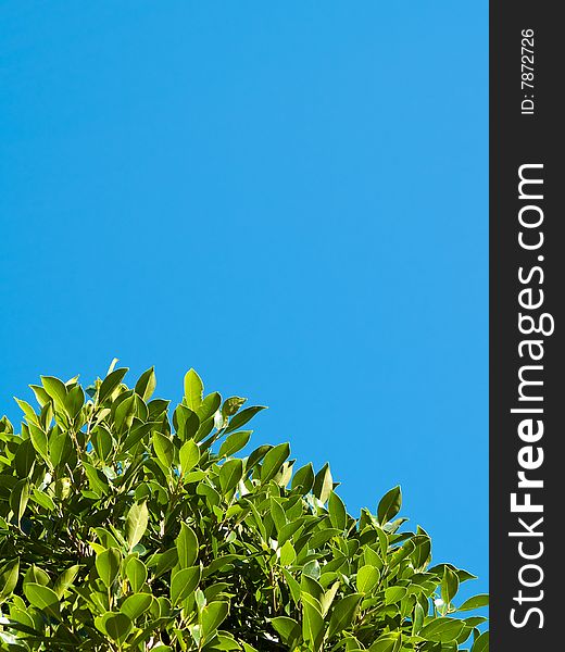 Green Leaves Reaching for Blue Sky. Green Leaves Reaching for Blue Sky