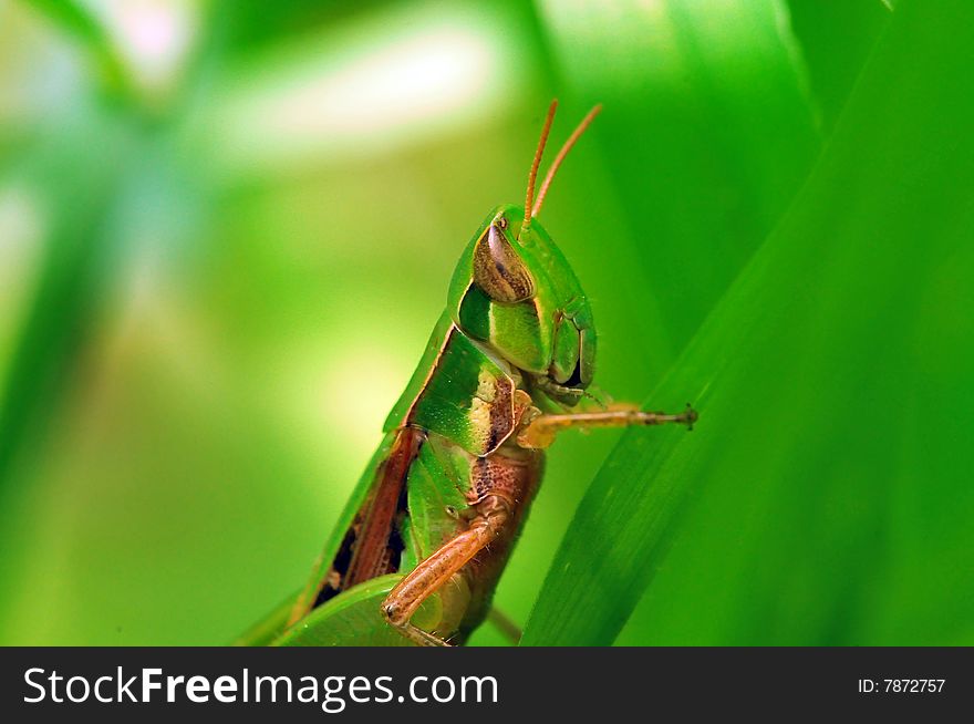 Grasshopper macro in green grass.