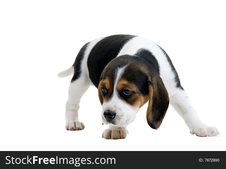 Young beagle puppy with big eyes. Isolated on white.