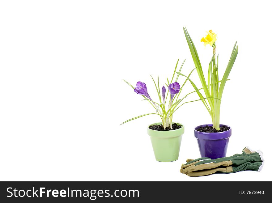 Pots of beautiful spring flowers with copy space