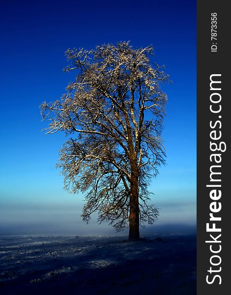 Lonely Tree Against The Dark-blue Sky
