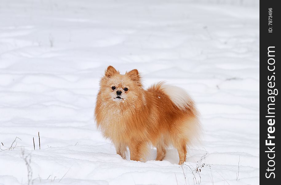 Spitz-dog standing on the snow