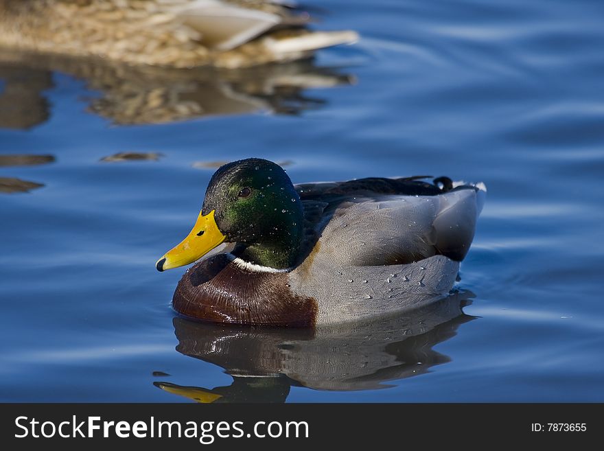 Bay duck  in south bay