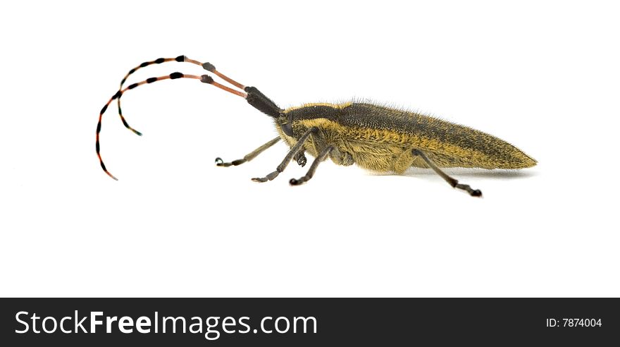 Longhorn beetle isolated on white background