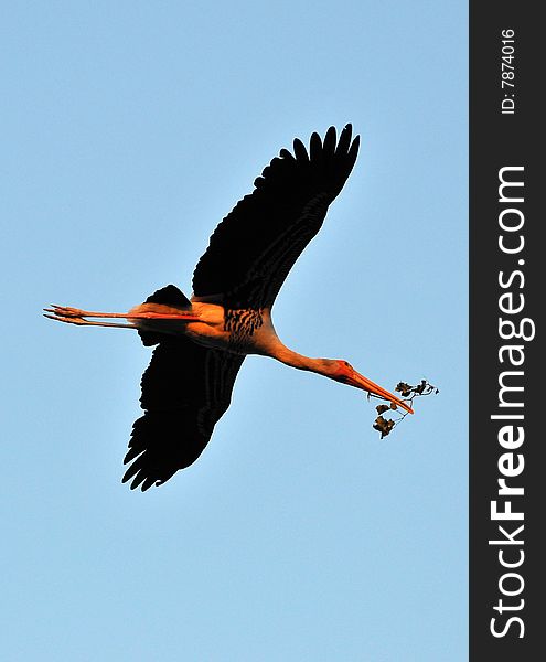 Painted stork flying back to nest.