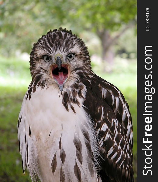 Portrait of a wild Hawk. Portrait of a wild Hawk.