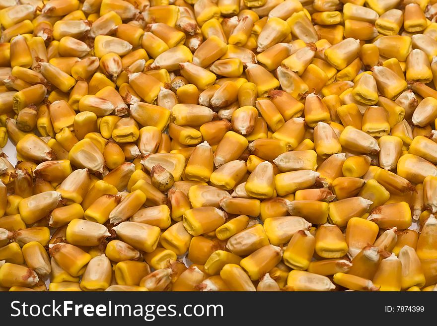 Grains of corn are in a large number. Grains of corn are in a large number