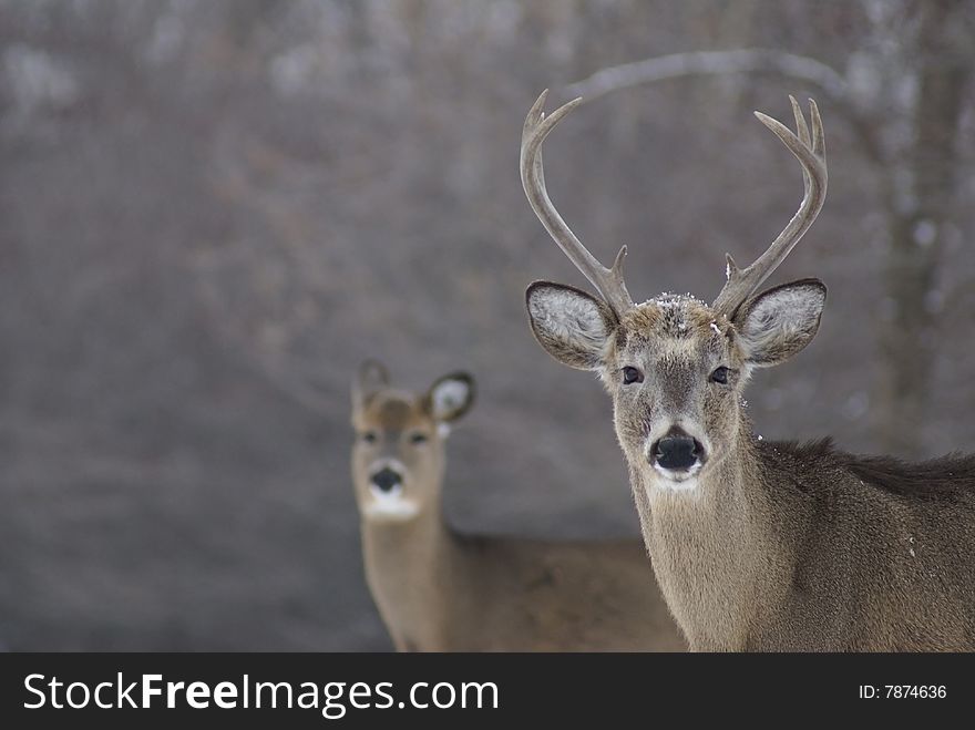 Two white tailed deer, a buck and a doe, in winter. Two white tailed deer, a buck and a doe, in winter.