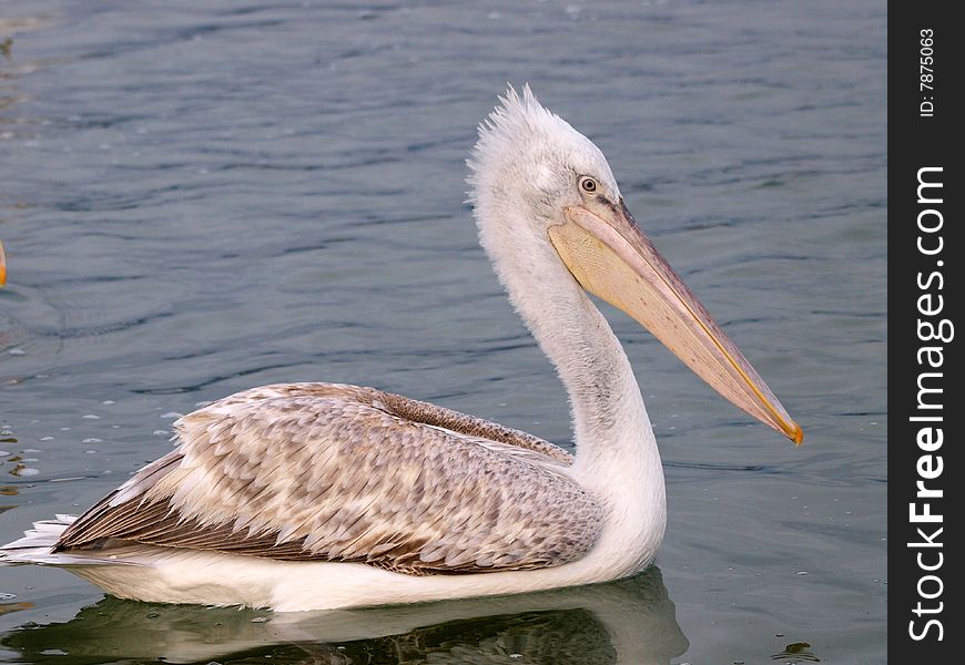 A closeup view of a Pelican bird on water. A closeup view of a Pelican bird on water.
