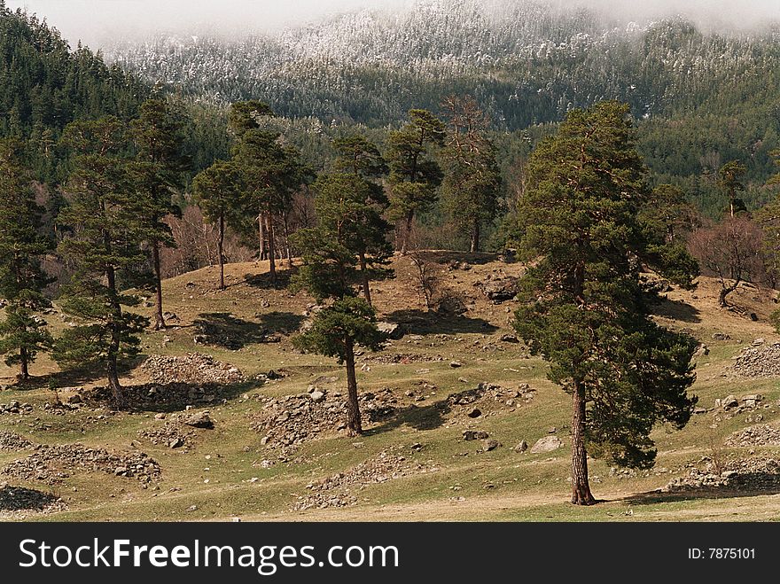 Several pines on the hill. This picture was taken on the Aksaut river bank on the North Caucasus. Several pines on the hill. This picture was taken on the Aksaut river bank on the North Caucasus.